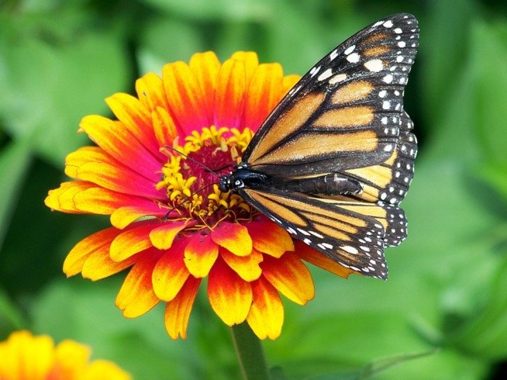 Zahrada plná motýlů