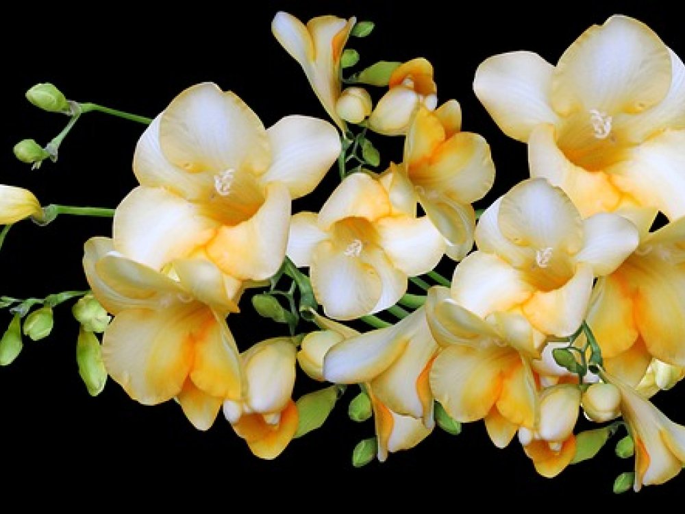 Sedm květin, které nesmí chybět ve vaší letní kytici
